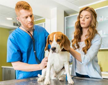 List of Best veterinary science Courses After 12th, Colleges, Fee &  Admission Process, Jobs & Salary